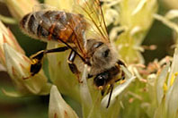 Apis melifera
